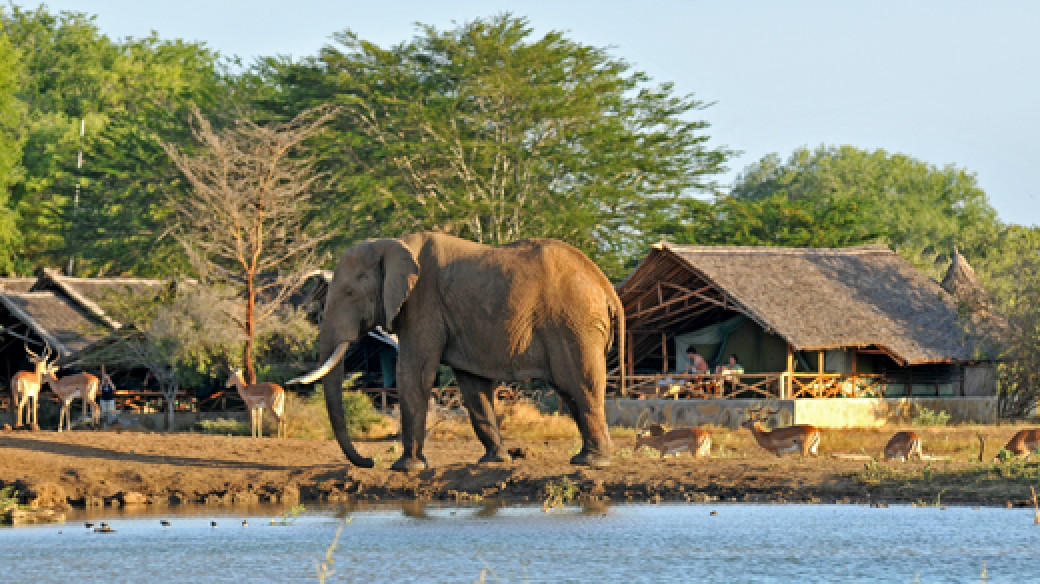 Affordable Kenyan Safari Experience