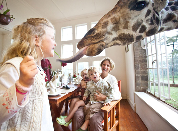 Feeding the Giraffes at Breakfast