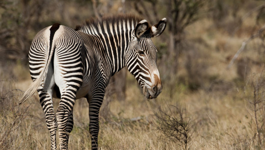 Samburu National Reserve, Kenya | Bench Africa