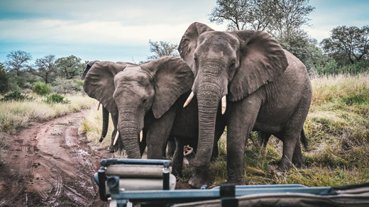 Discover South Africa on a luxury honeymoon itinerary, visiting the Cape Winelands, Cape Town and a Big Five Safari.