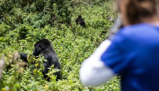 Gorilla tracking from Virunga Lodge