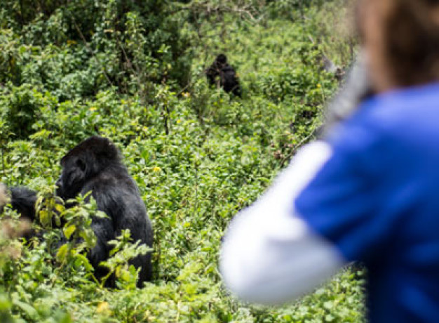 Gorilla tracking from Virunga Lodge