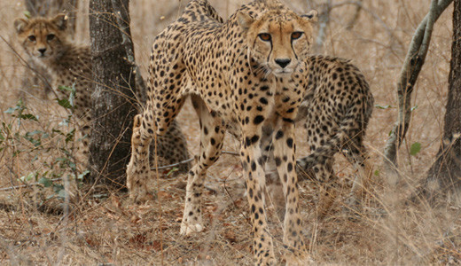Cheetah on Safari from Makutsi Safari Springs
