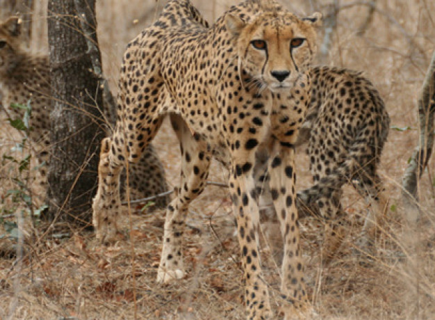 Cheetah on Safari from Makutsi Safari Springs
