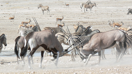 Classic Namibia Safari Tour