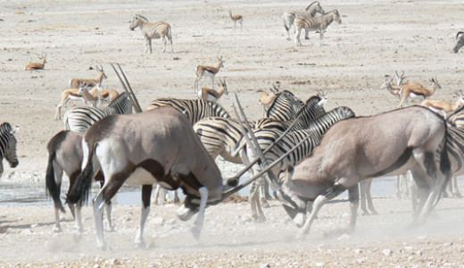 Classic Namibia Safari Tour