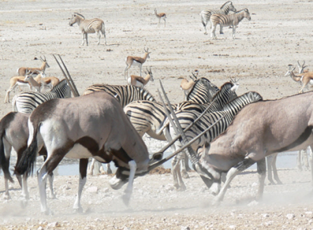 Classic Namibia Safari Tour