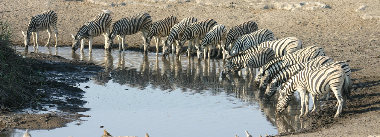 Zebras Drinking at a Waterhole in Etosha National Park