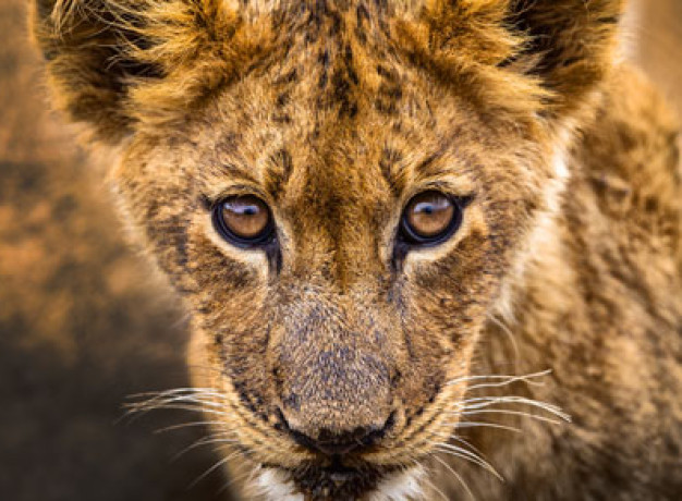 Mantobeni Safari Lion Cub