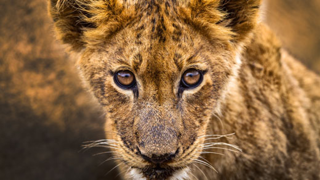 Mantobeni Safari Lion Cub