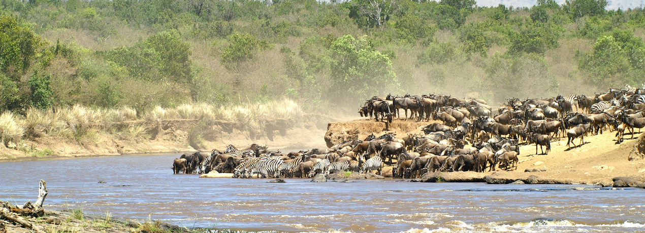 The Great Migration - River Crossing