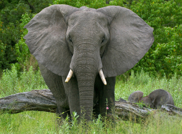 Authentic Safari Tour Botswana