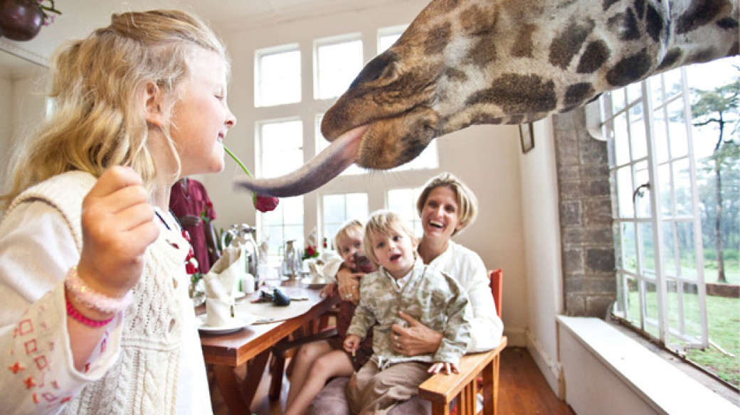 Feeding the Giraffes at Breakfast