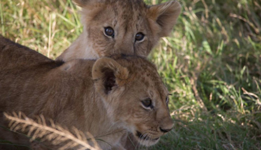 Endangered Species Safari Kenya