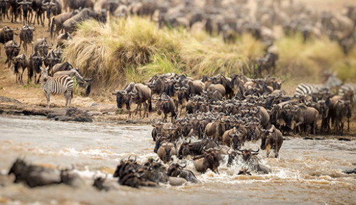Wildebeest crossing the Mara River in Kenya