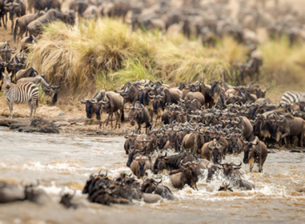 Wildebeest crossing the Mara River in Kenya
