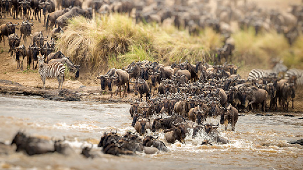 Wildebeest crossing the Mara River in Kenya