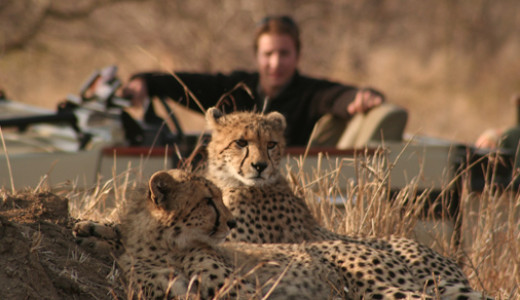Wildlife Safari South Africa