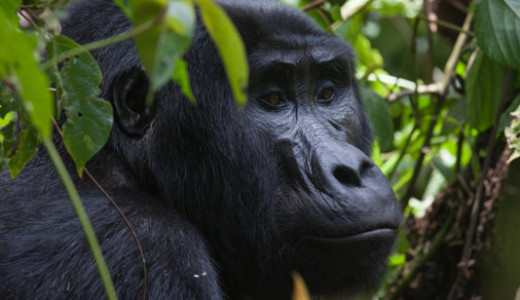 Gorilla Tracking Bwindi Uganda