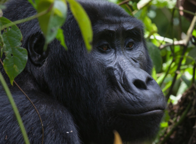 Gorilla Tracking Bwindi Uganda