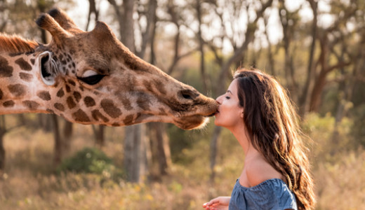 Giraffe Manor Luxury Safari