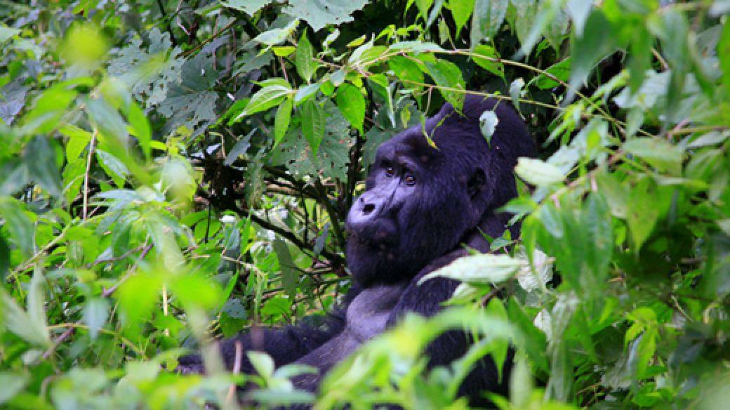 Overland Trip Gorilla Tracking