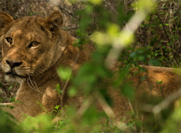 Wildlife Kruger National Park