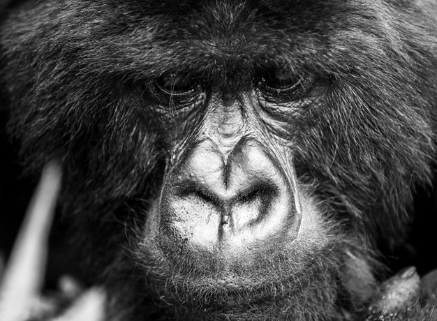 Gorilla Numbers Conservation