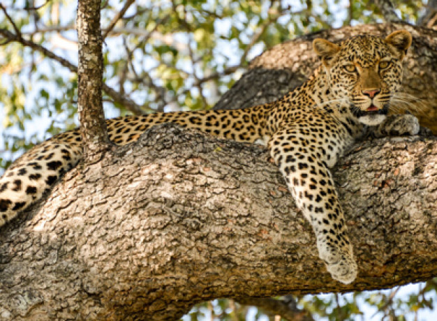 Makutsi Safari Springs