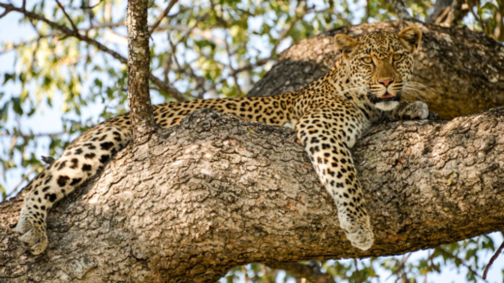 Makutsi Safari Springs