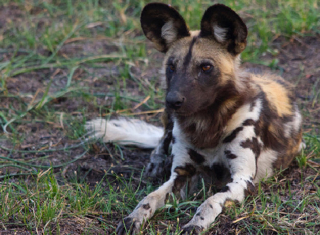 Botswana Lodge Explorer Safari