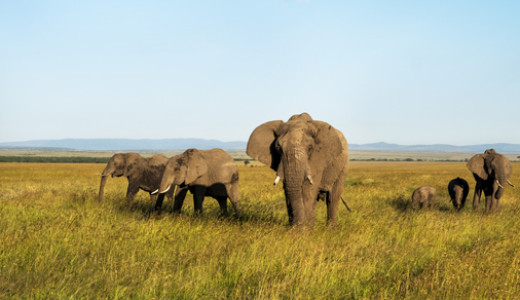East Africa Safari Tour
