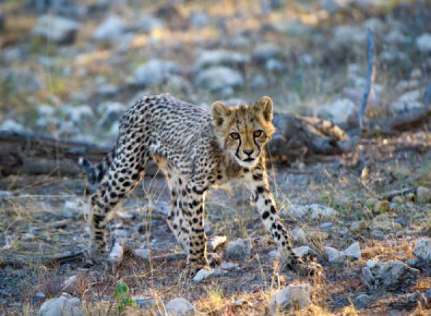 Diverse Namibia Safari Tour