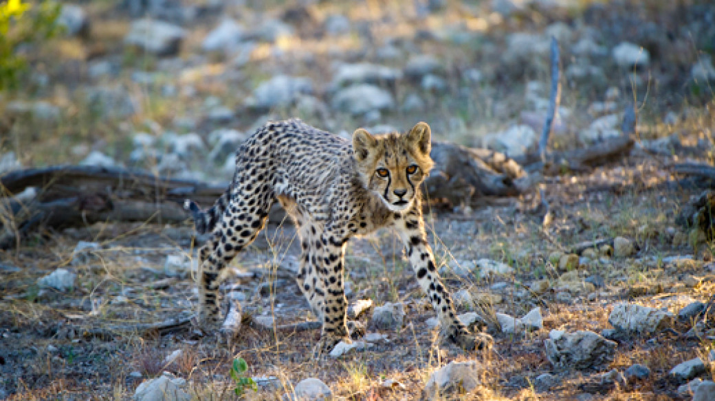 Diverse Namibia Safari Tour