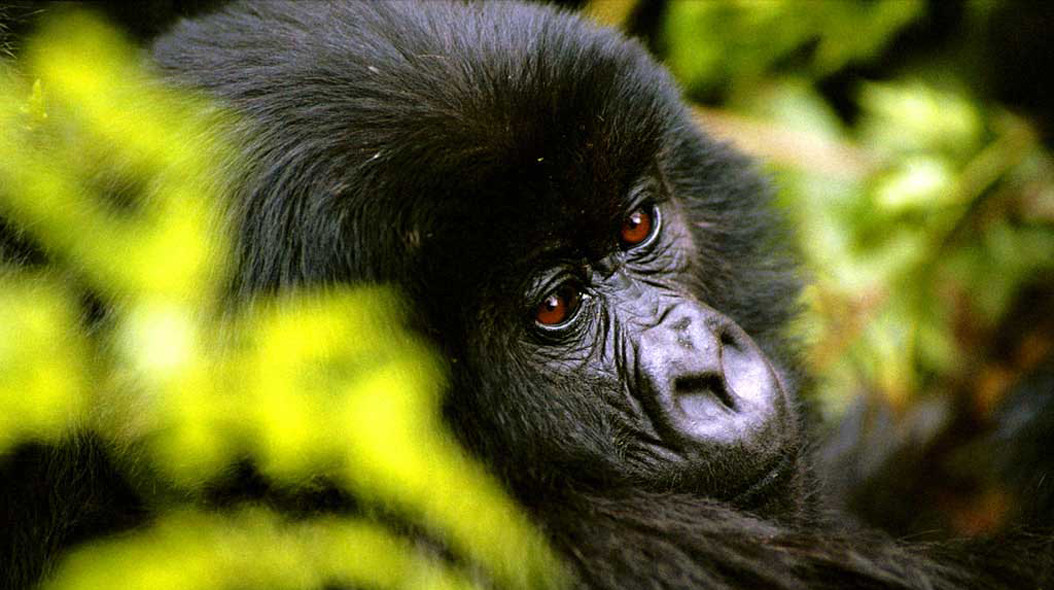 Gorilla Trekking Bishop S House Bench Africa