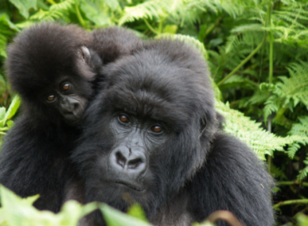 Singita Gorilla Excursions