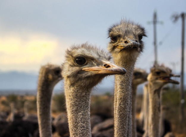 Visit the ostriches in Oudtshoorn in South Africa on this garden route tour