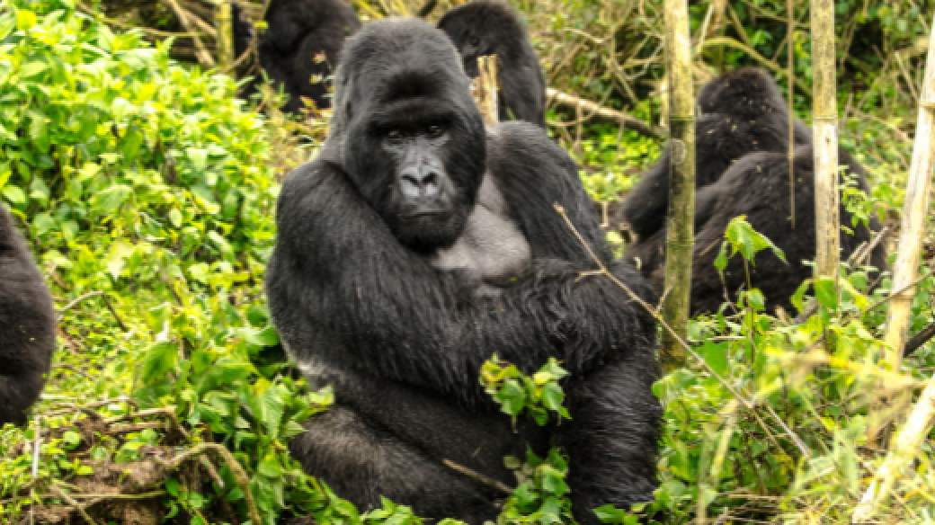 Gorilla Trek Uganda