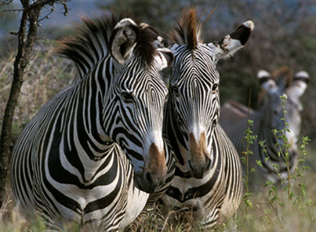 Samburu Safari Kenya