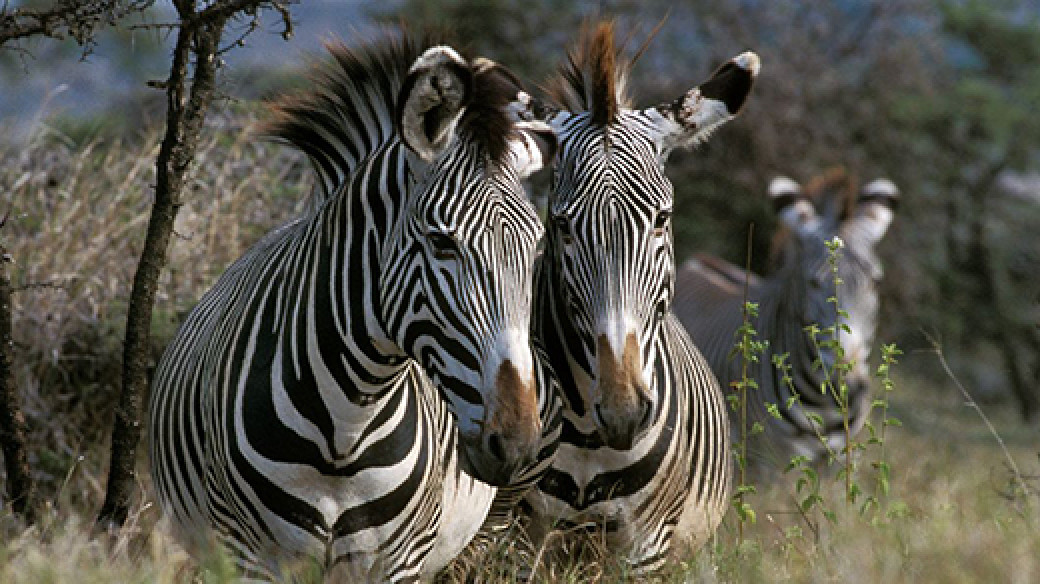 Samburu Safari Kenya