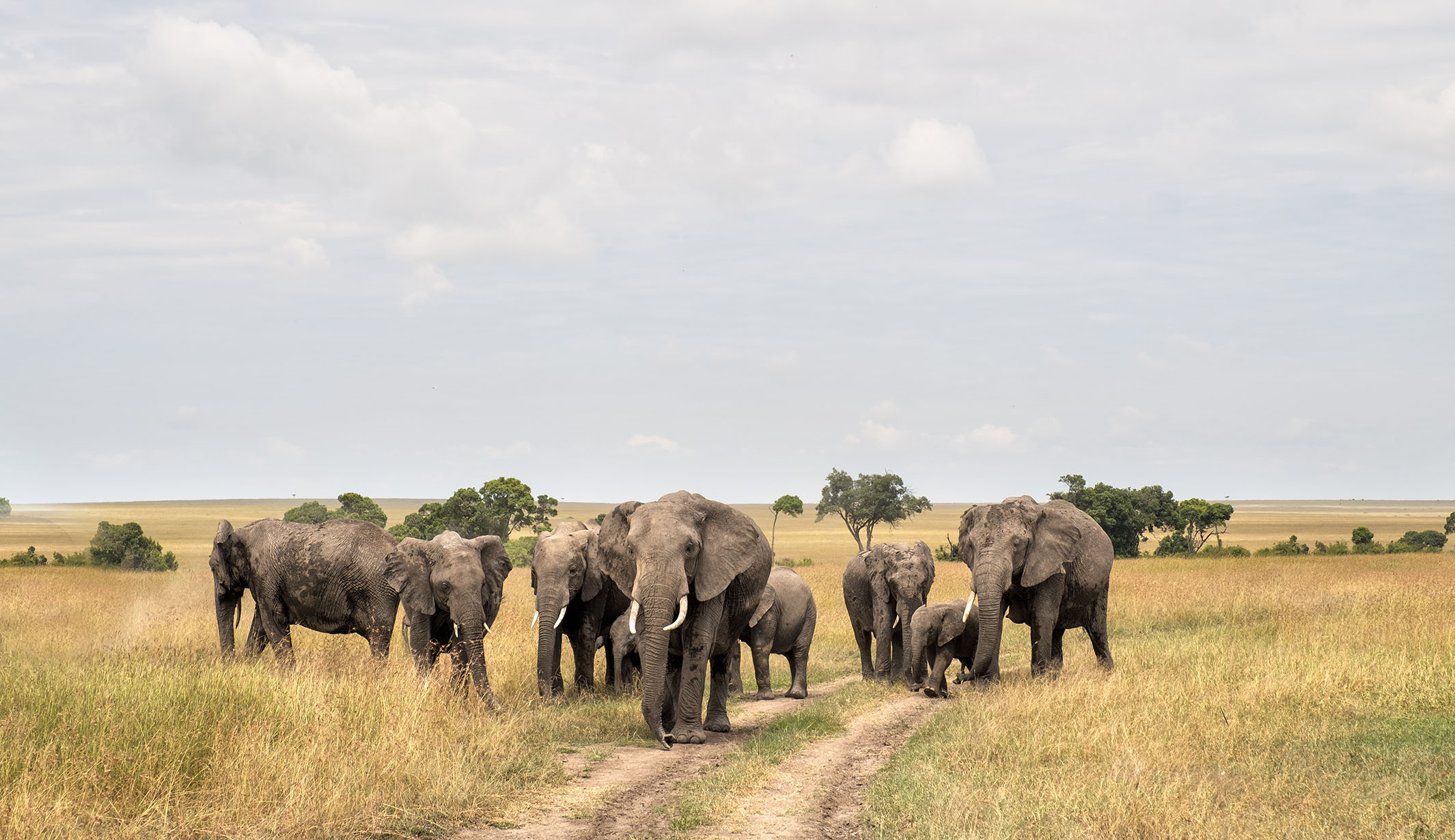 best east africa safari tours