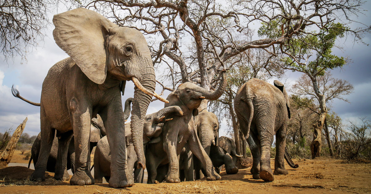 African Safaris Tours Bench Africa Bench International