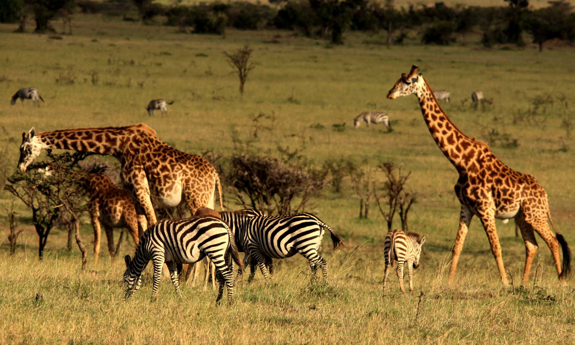 african safari masai mara