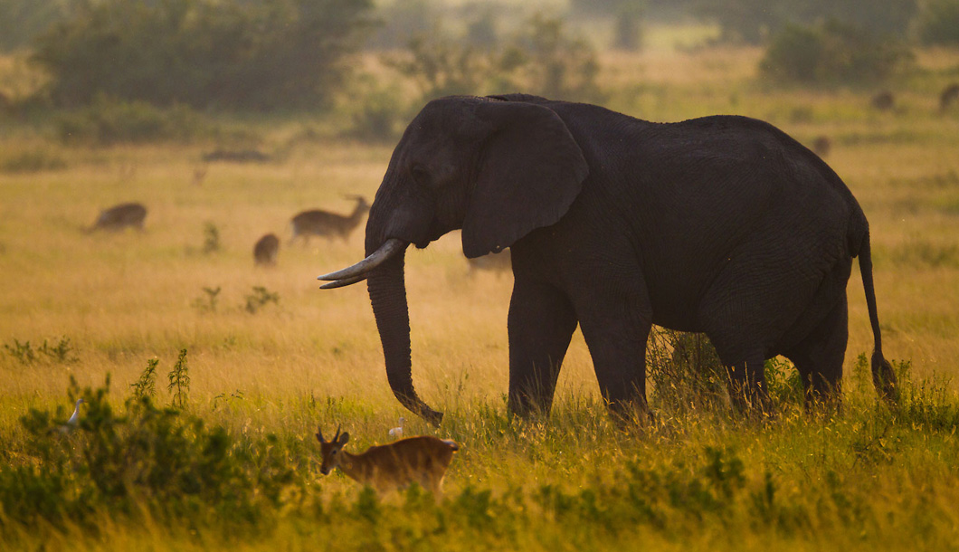 Queen Elizabeth National Park