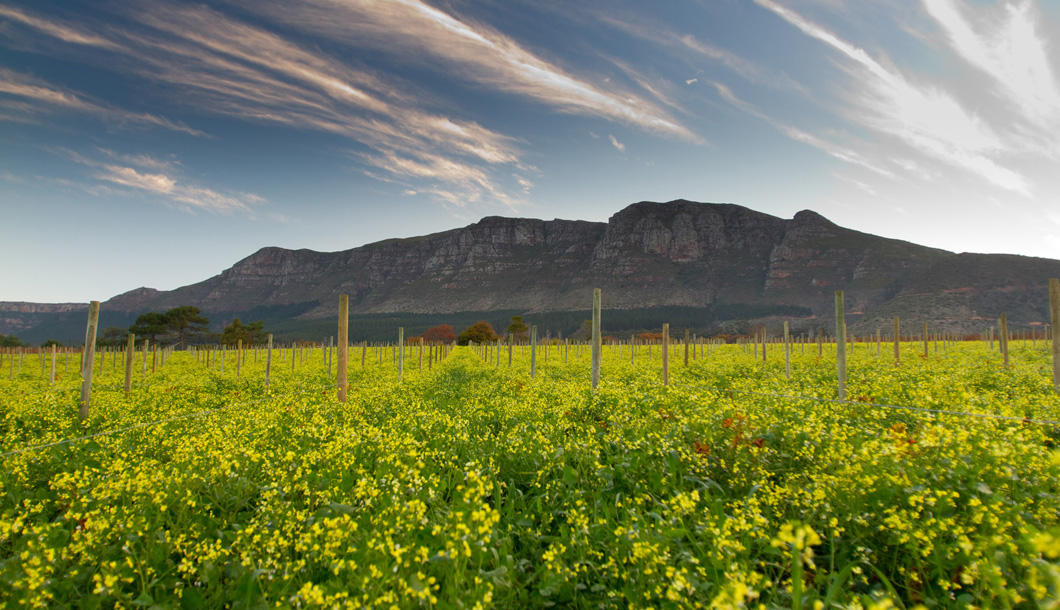 The Cape Winelands offers great opportunities for scenic wine tastings