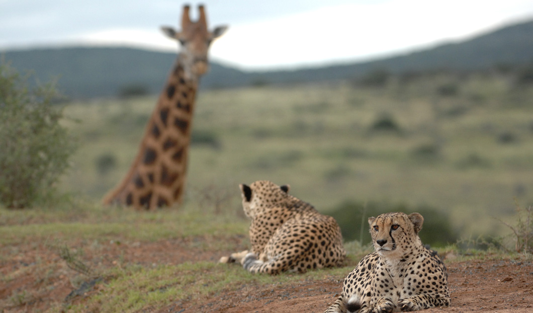 Will you be able to spot these highly camouflaged creatures on safari in Kruger National Park?