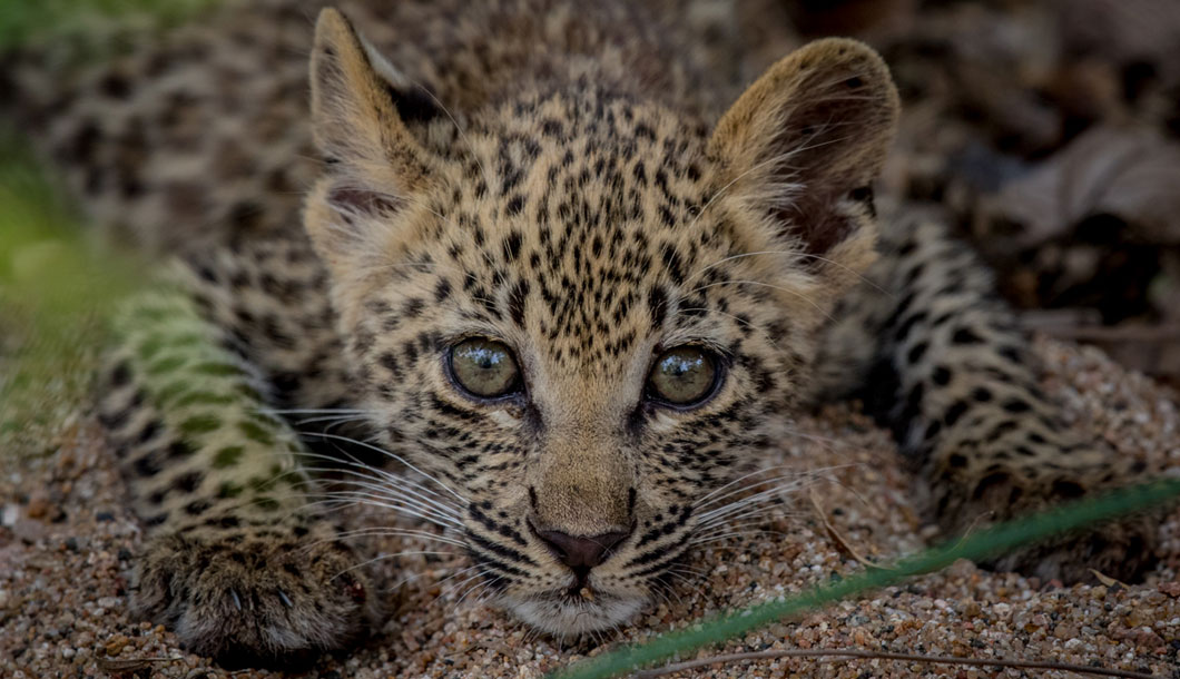 Baby leopard on safari in Africa
