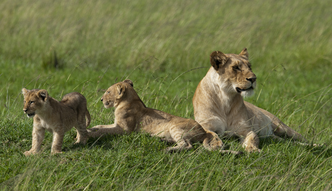 The Masai Mara offers some of the most spectacular wildlife viewing in the world