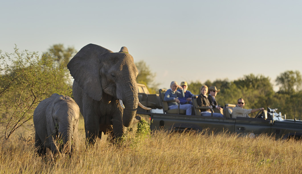 Game Drive in Sabi Sands, South Africa