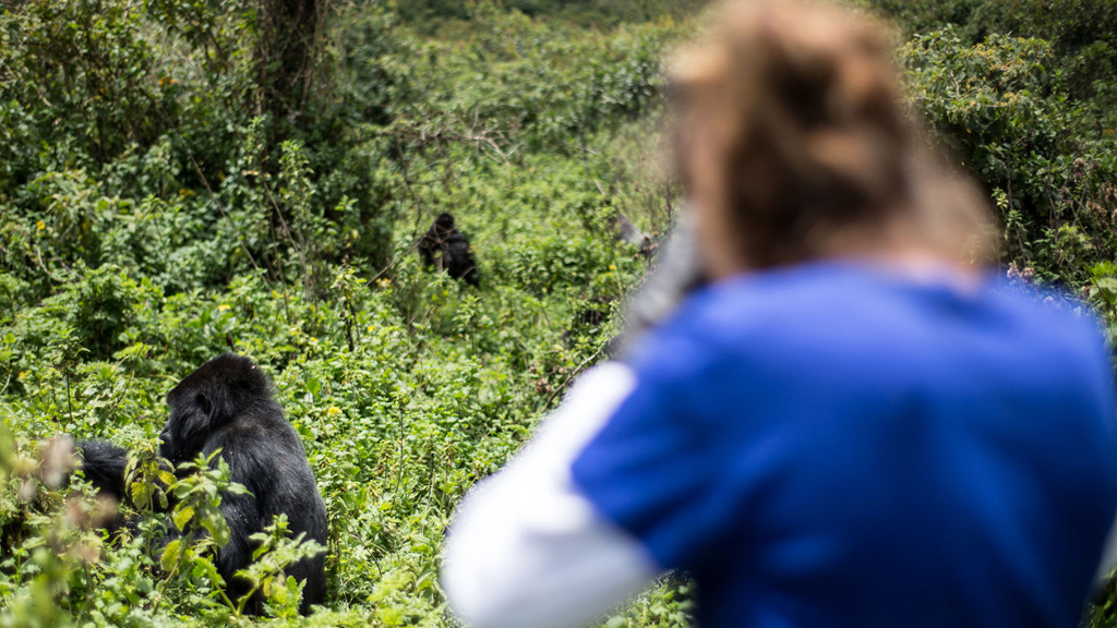 Safari School: Learn about Tracking the Gorillas